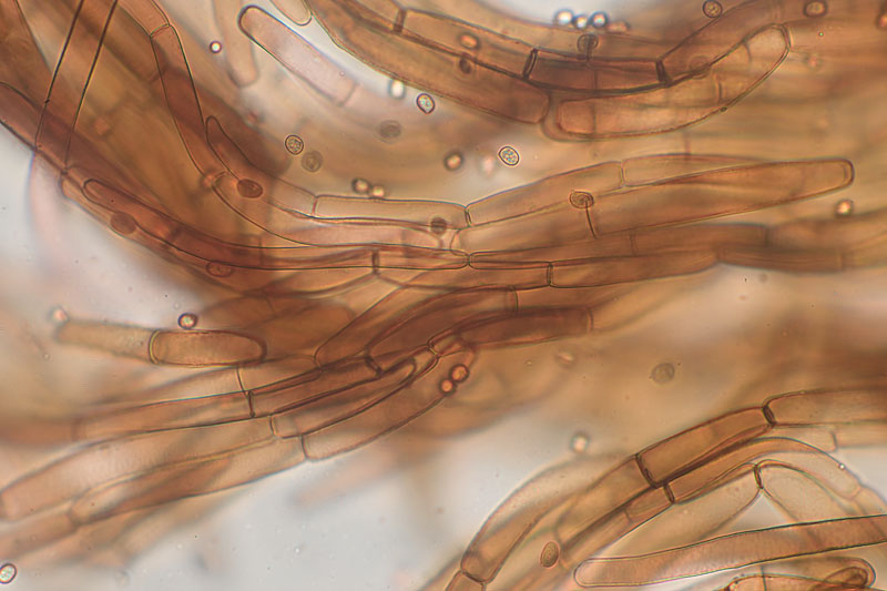 Armillaria cepistipes